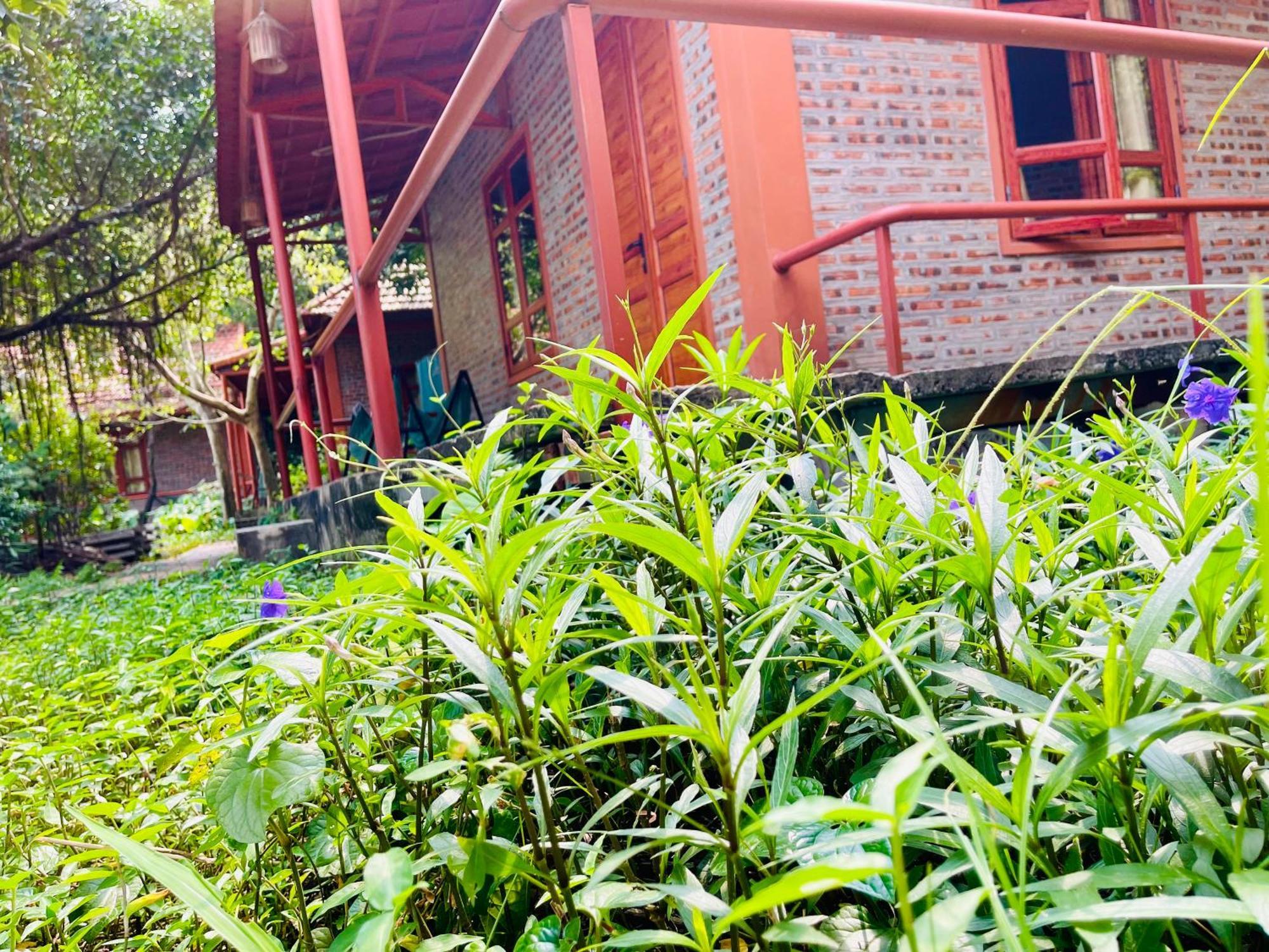 Trang An Lotus Lake Homestay Ninh Binh Eksteriør billede